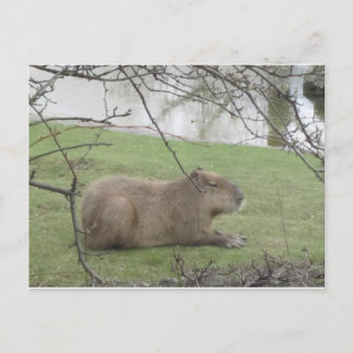 So süß der Riesennager Vykort