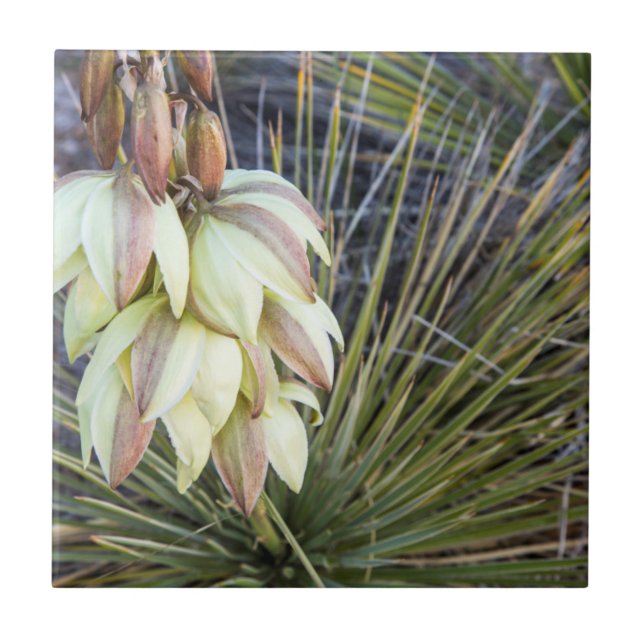 Soaptree-Yucca Blommor I Övre Missouri Kakelplatta (Framsidan)