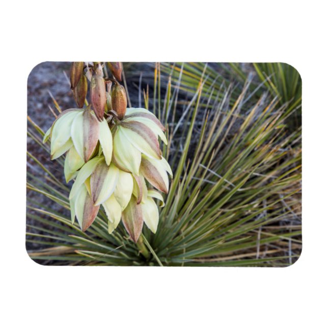 Soaptree Yucca blommor i övre Missouri Magnet (Horisontell)