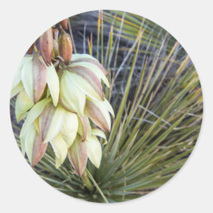 Soaptree-Yucca Blommor I Övre Missouri Runt Klistermärke