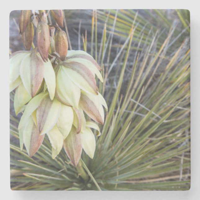 Soaptree Yucca Blommor I Övre Missouri Underlägg Sten (Framsidan)