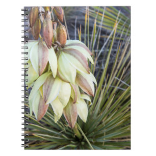 Soaptree-Yucca Blommor Vid Övre Missouri Anteckningsbok Med Spiral