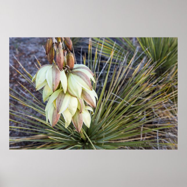 Soaptree Yucca Flowers in Upper Missouri Poster (Framsidan)