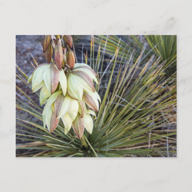 Soaptree Yucca Flowers in Upper Missouri Vykort (Framsida)