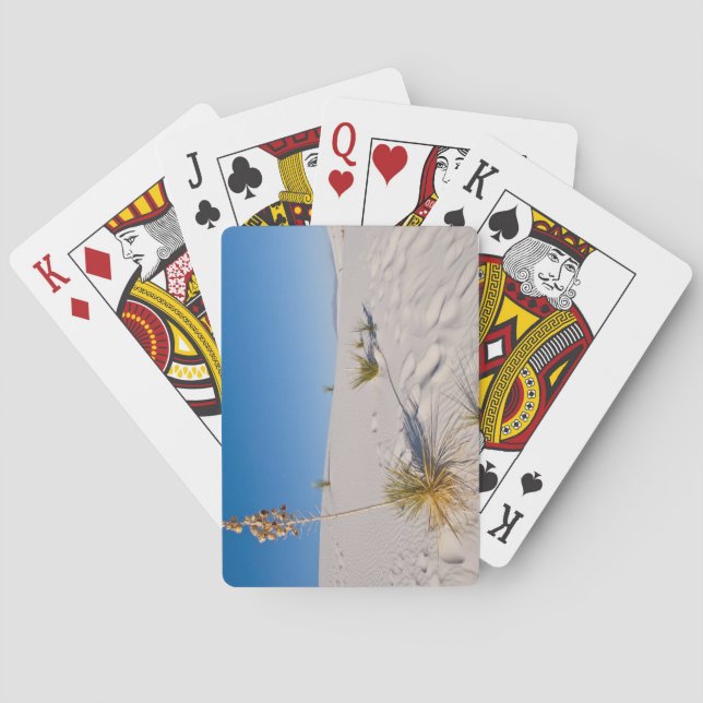 Soaptree Yucca, long Shadow, Transverse Dunes Kortlek (Baksidan)