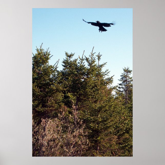 Soar Poster (Framsidan)