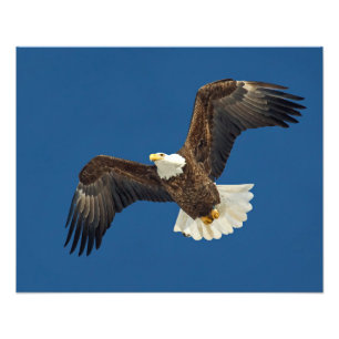 Soaring Eagle Fototryck