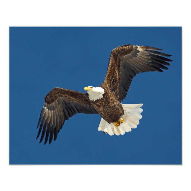 Soaring Eagle Fototryck (Framsidan)