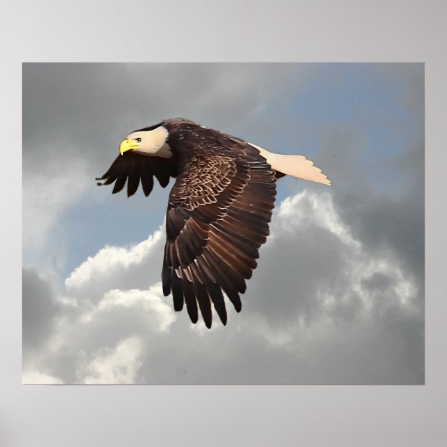 SOARING EGLE POSTER (Framsidan)