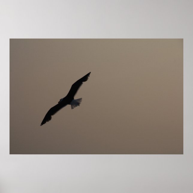 Soaring Fiskmås Poster (Framsidan)