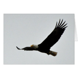 Soaring för örn hälsningskort