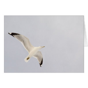 Soaring Gull Hälsningskort