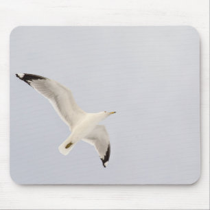 Soaring Gull Musmatta
