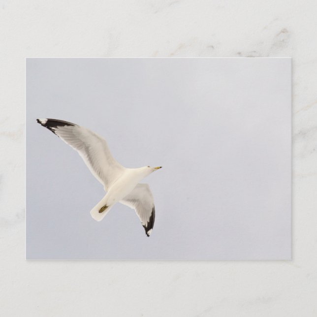 Soaring Gull Vykort (Framsida)