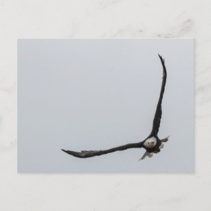 Soaring härlig natur för örnfågelflyg meddelande vykort