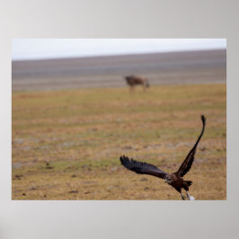 Soaring Hunter - African Raptor in Flight Poster