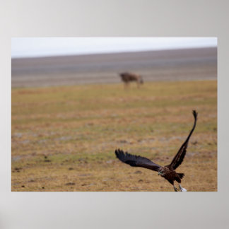 Soaring Hunter - African Raptor in Flight Poster
