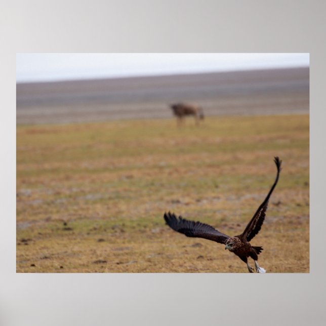 Soaring Hunter - African Raptor in Flight Poster (Framsidan)