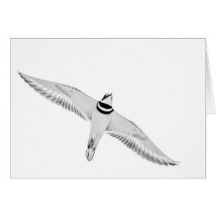 Soaring Killdeer Hälsningskort