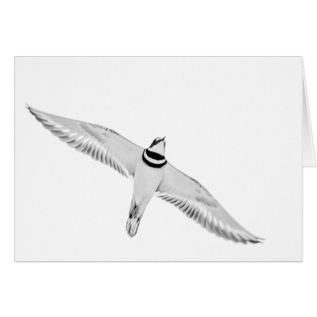 Soaring Killdeer Hälsningskort (Framsidan Horizontal)