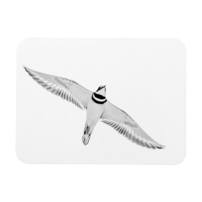 Soaring Killdeer Magnet (Horisontell)