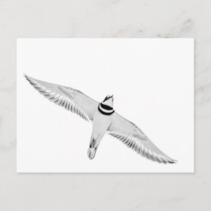 Soaring Killdeer Vykort