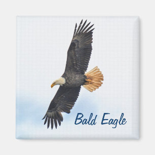 Soaring Örn Wildife Photo Art Magnet