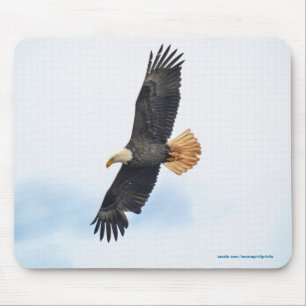 Soaring Örn Wildife Photo Art Musmatta