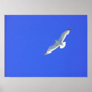 Soaring Poster