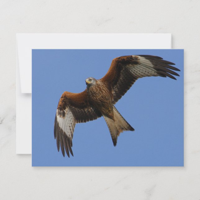 Soaring Red Kite (Framsida)