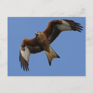 Soaring Red Kite Vykort