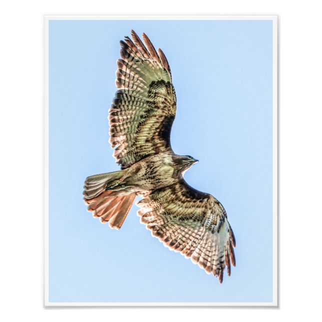 Soaring Red-Tailed Hawk – Wildlife Nature Print Fototryck (Framsidan)