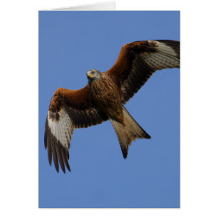 Soaring röd drake hälsningskort