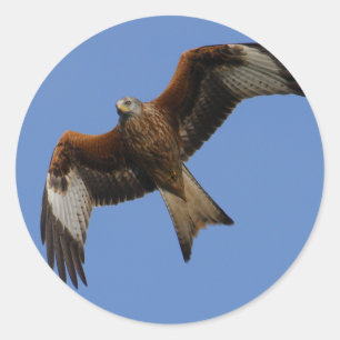 Soaring röd drake runt klistermärke