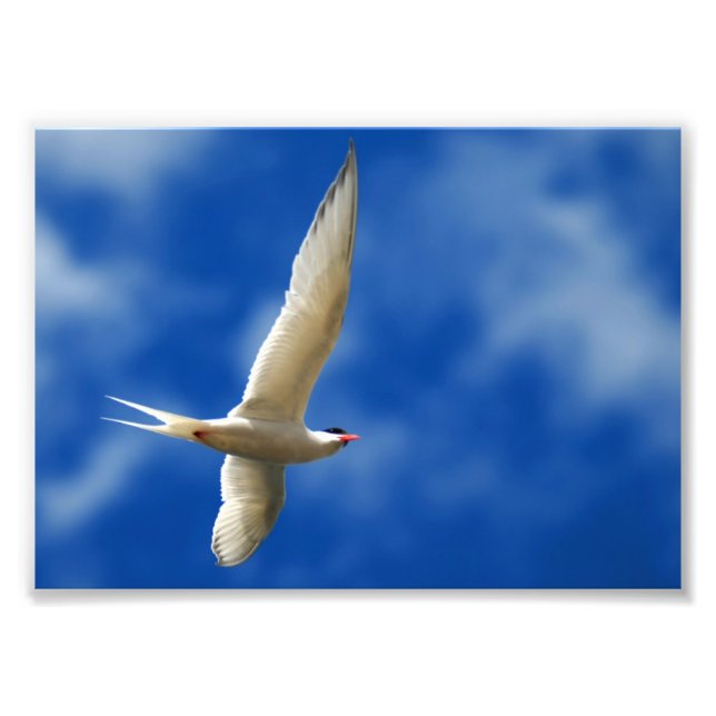 Soaring Sea Gull Fototryck (Framsidan)