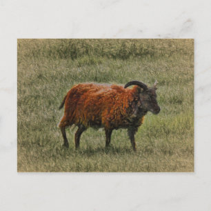 Soay Sheep Vykort