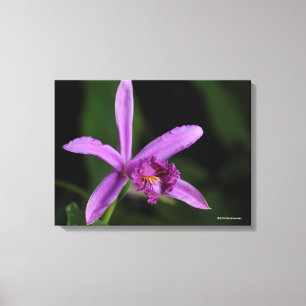 Sobralia Bouchei Canvastryck