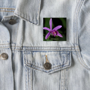 Sobralia Bouchei Knapp