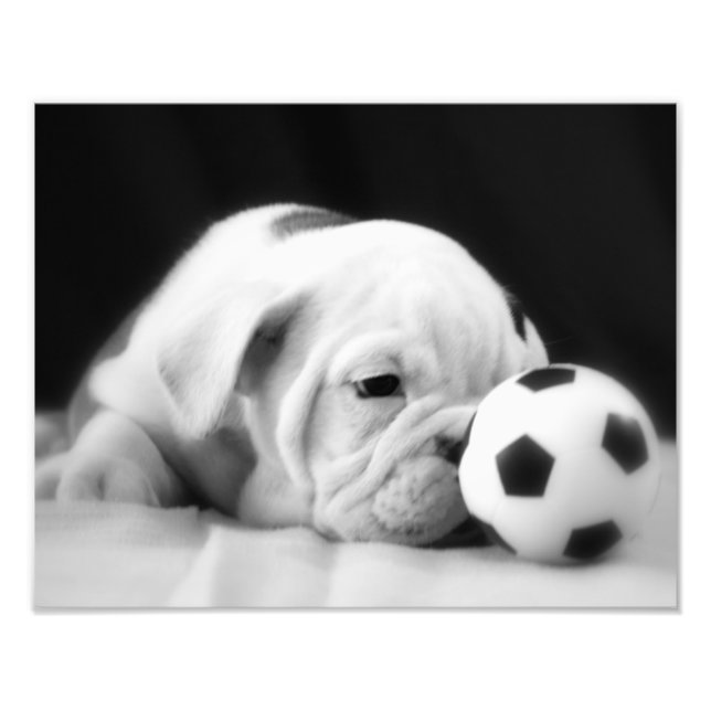 "Soccer Ball Nose" English Bulldog Puppy Fototryck (Framsidan)