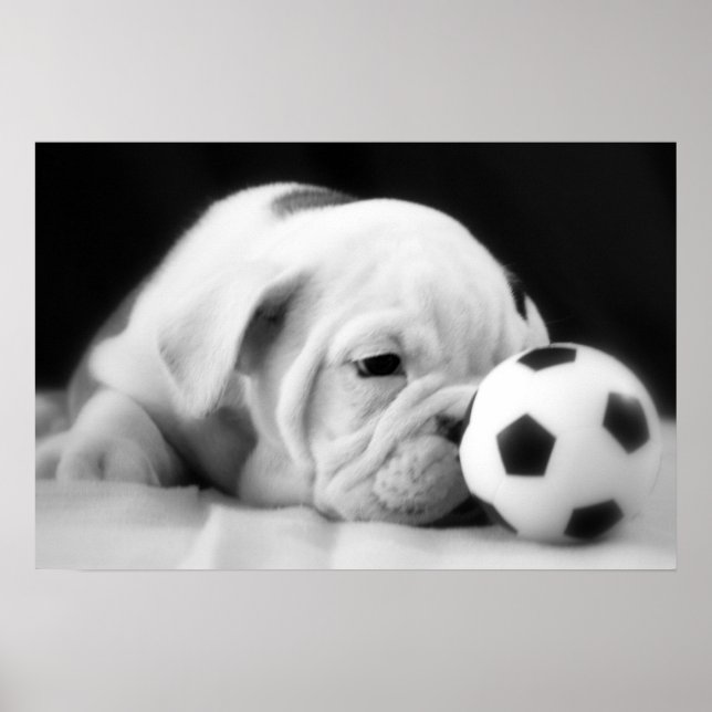 "Soccer Ball Nose" English Bulldog Puppy Poster (Framsidan)