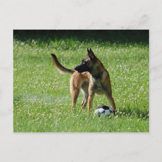 Soccer Malinois Vykort