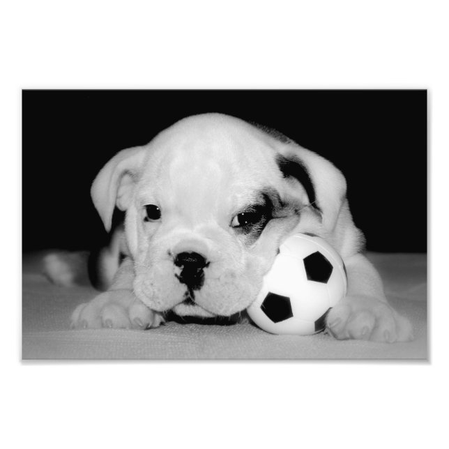 "Soccer Puppy" English Bulldog Fototryck (Framsidan)