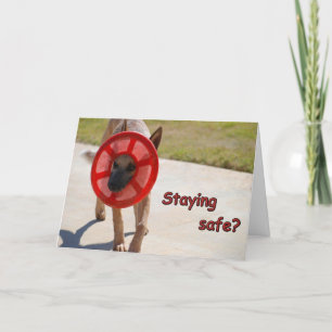 Social Avstånd Hund Card Kort