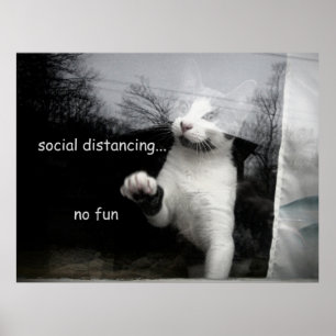Social Avstånd Kitten Poster