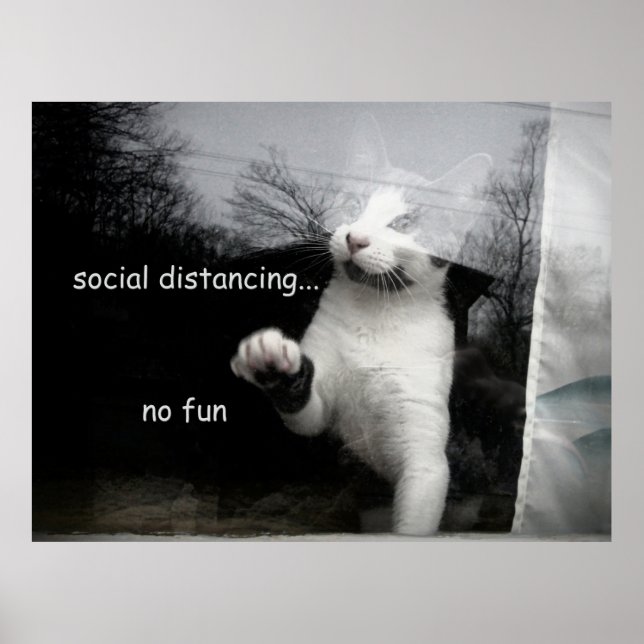 Social Avstånd Kitten Poster (Framsidan)