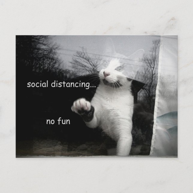 Social Avstånd Kitten Vykort (Framsida)
