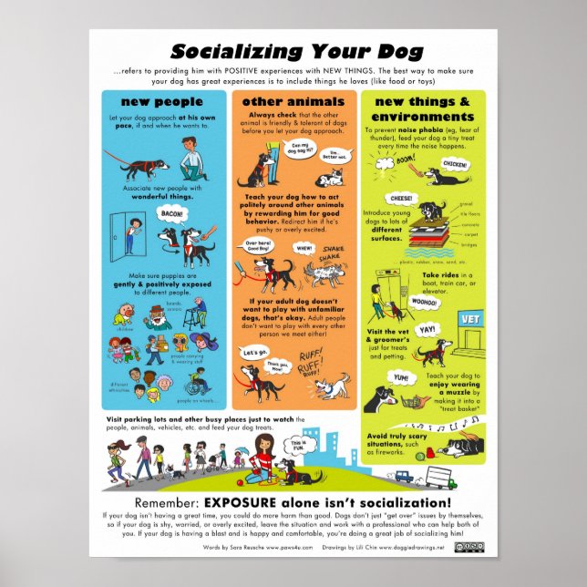 Socialisera din Hund Poster (Framsidan)