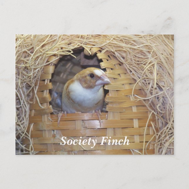 SOCIETY FINCH POSTCARD VYKORT (Framsida)