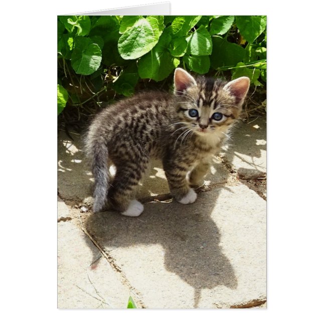 Sockar Hälsningskort (Framsidan)