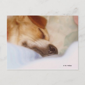 Socker Booger Vykort